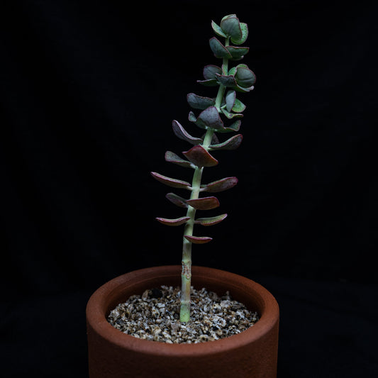 Crassula cordata - cactusandes