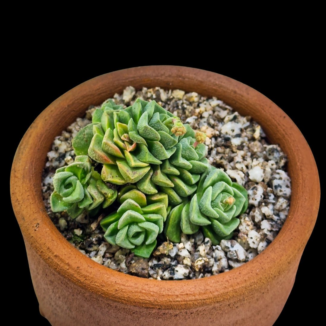 Crassula ’Dorothy’ - cactusandes