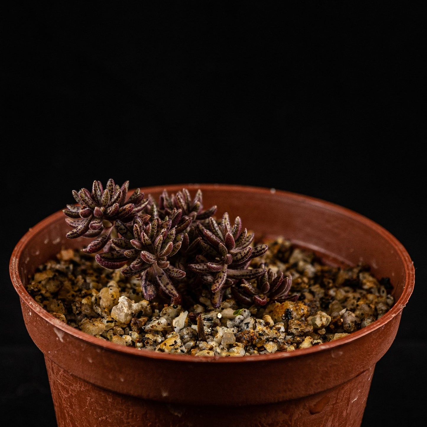 Crassula humbertii - cactusandes