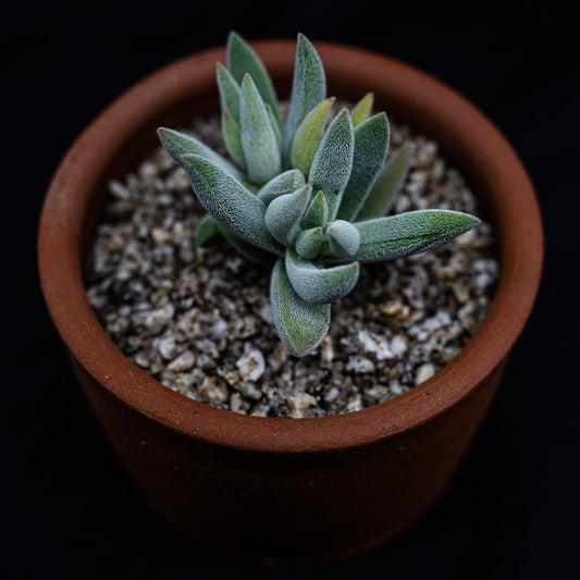 Crassula mesembryanthemoides tenelli - cactusandes