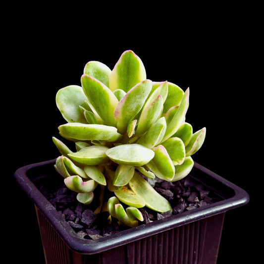 Crassula "Money Maker" variegada - cactusandes