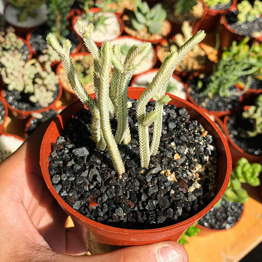 Crassula muscosa f. variegata - cactusandes