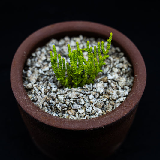 Crassula Muscosa var. minima - cactusandes