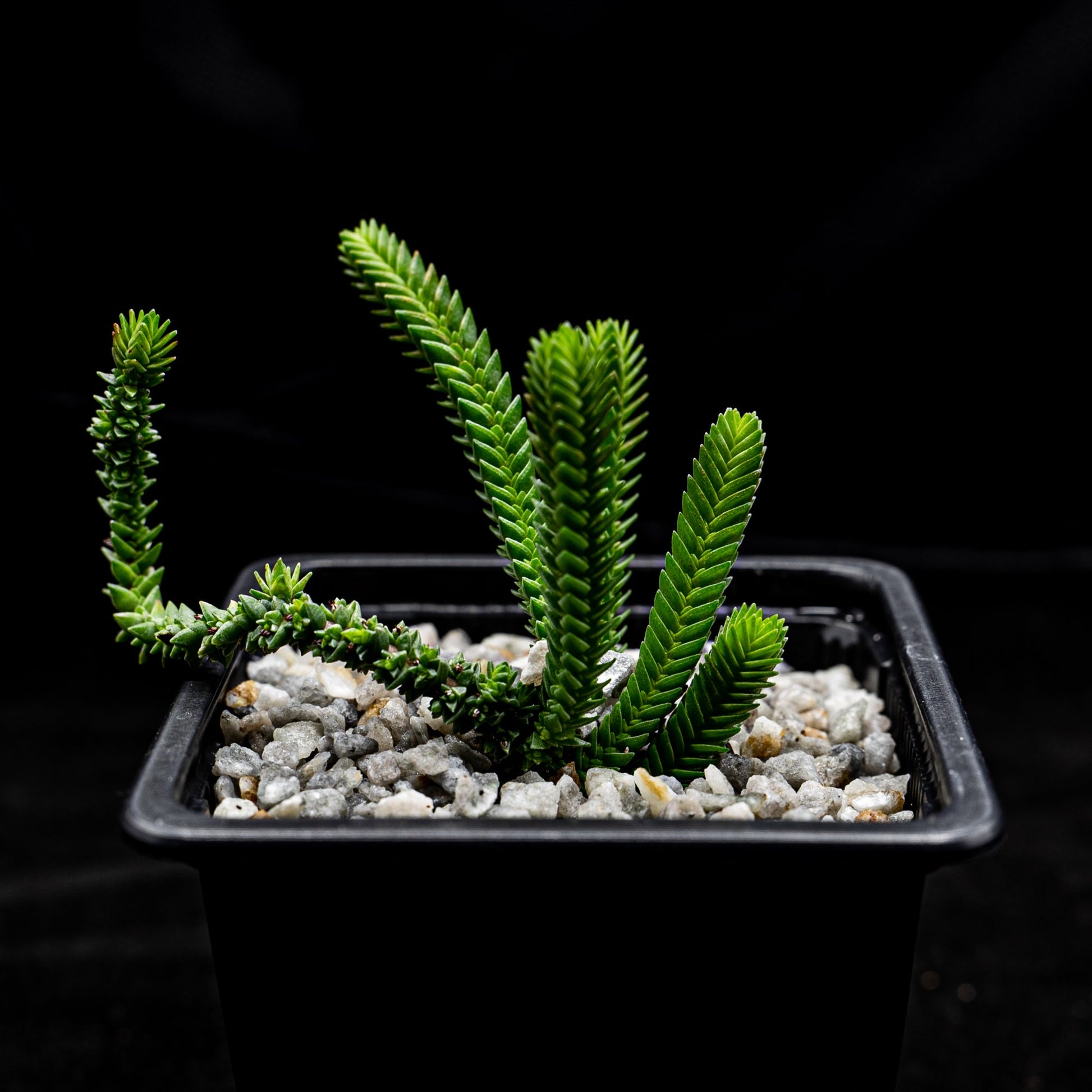 Crassula Muscosa var. mounstros3 - cactusandes