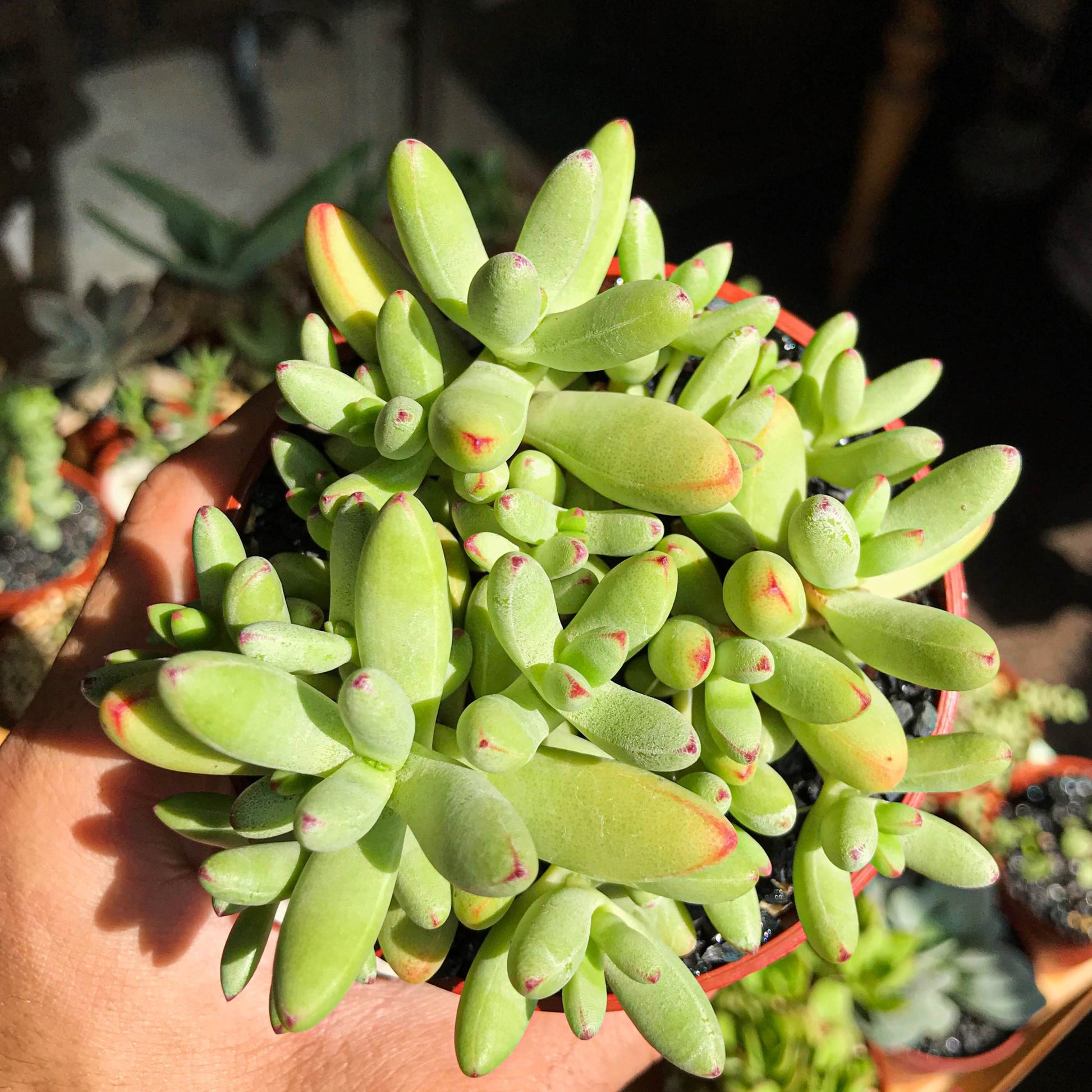 Crassula nudicaulis - cactusandes