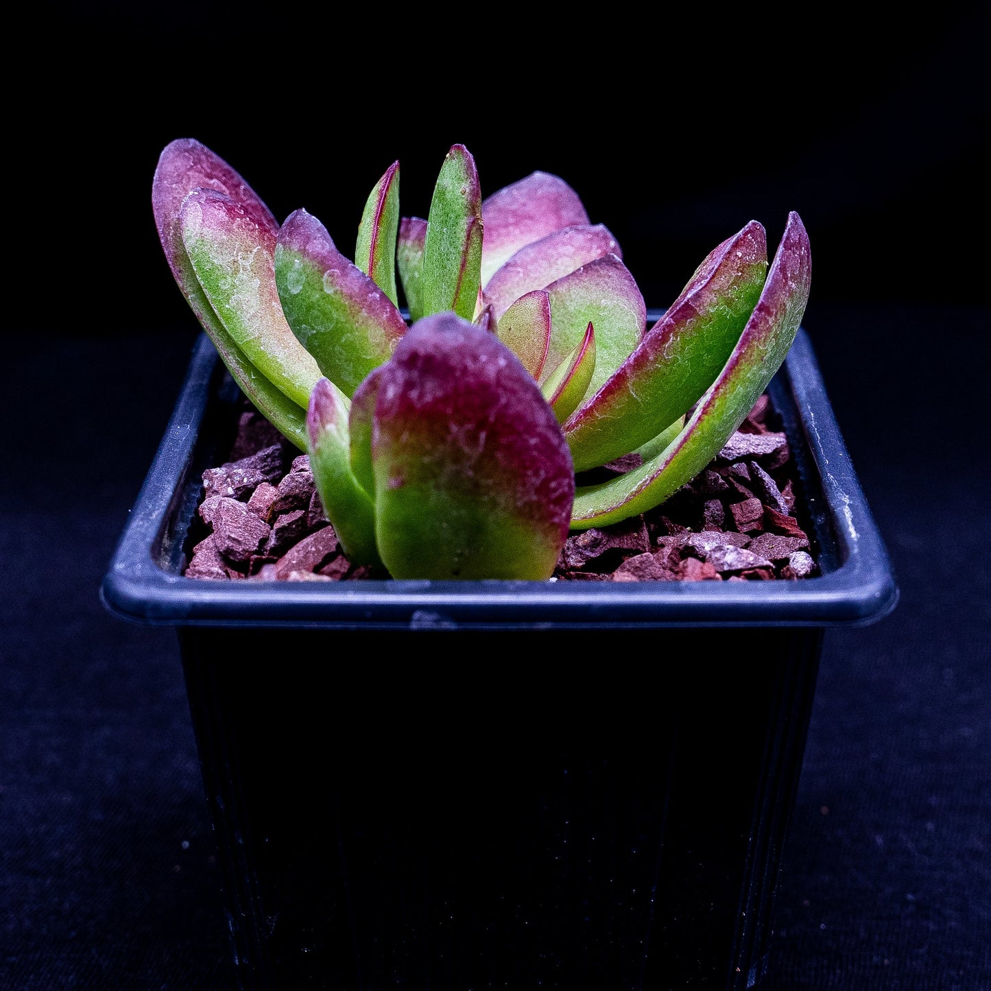 Crassula nudicaulis var. platyphylla burgundy - cactusandes