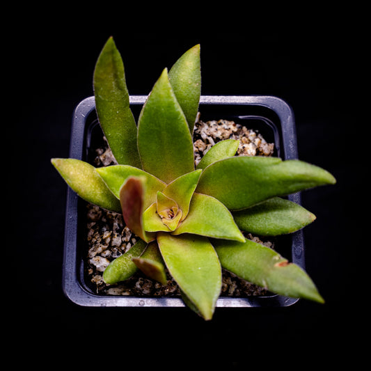 Crassula orbicularis var. rosularis - cactusandes