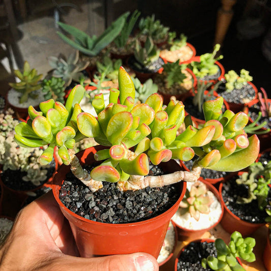 Crassula ovata "Gollum" - cactusandes