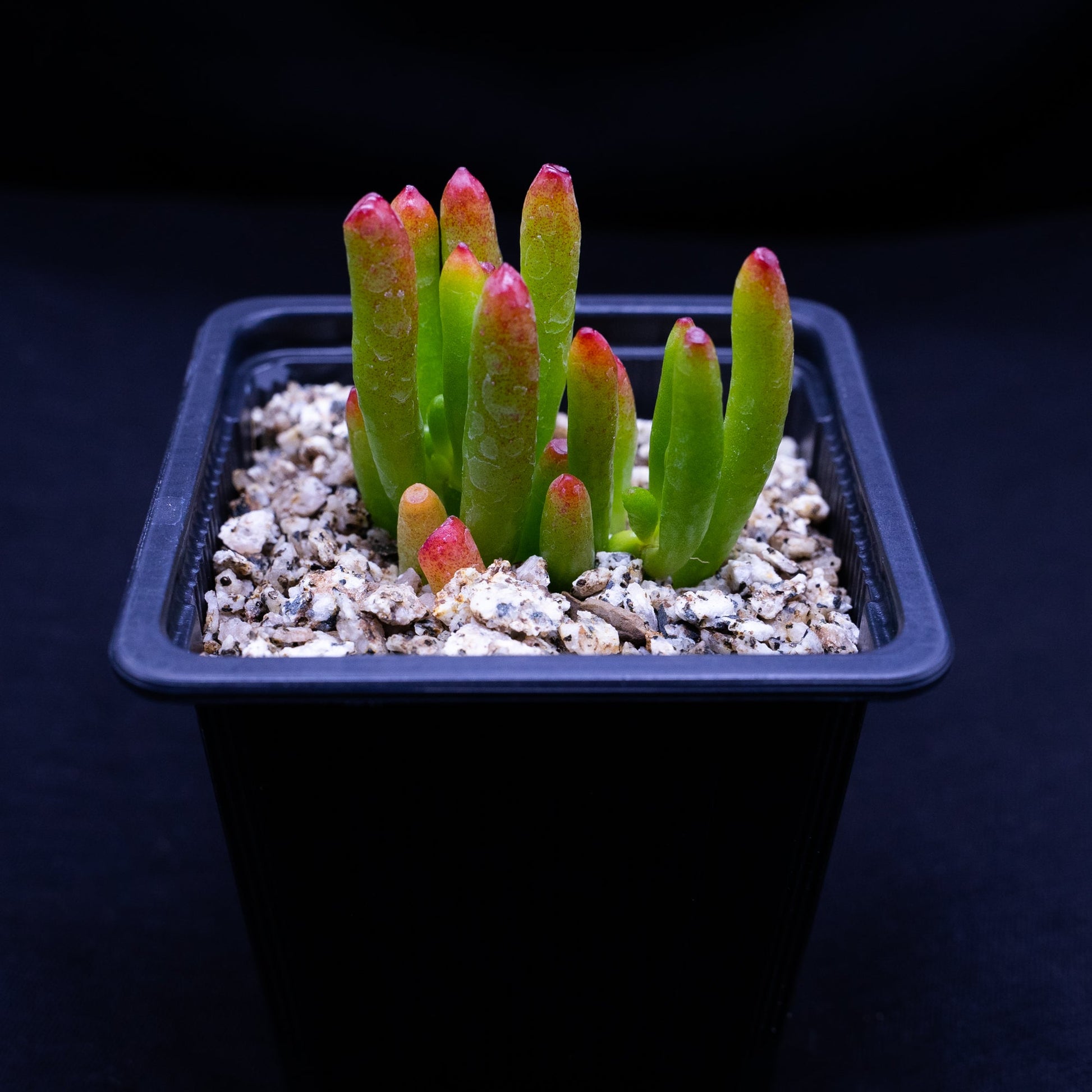 Crassula ovata ladyfingers - cactusandes