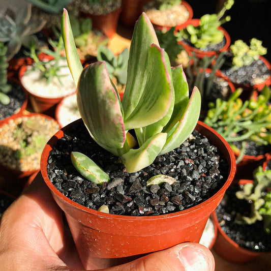 Crassula ovata "Tricolor" - cactusandes