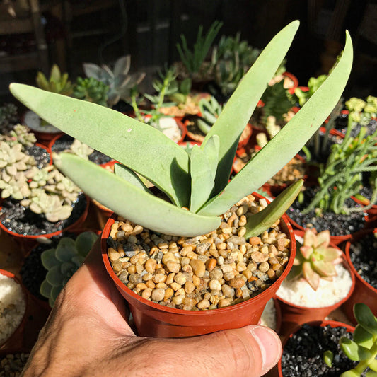 Crassula perfoliata var. falcata - cactusandes