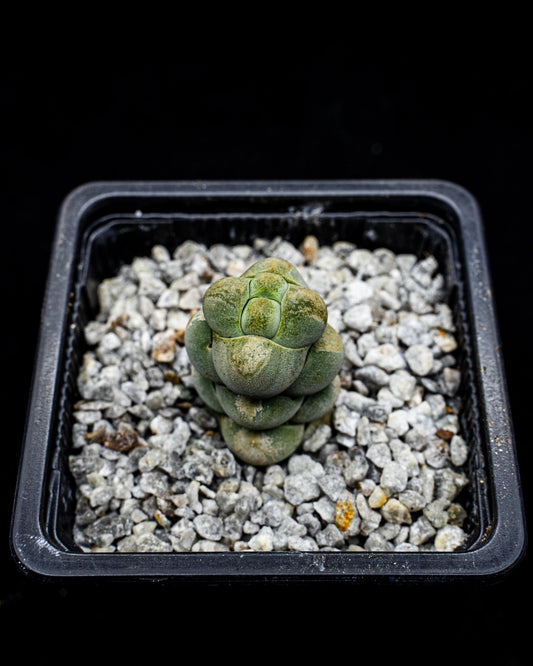 Crassula plegmatoides - cactusandes