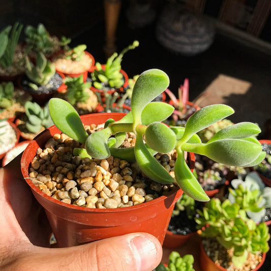 Crassula rogersii - cactusandes