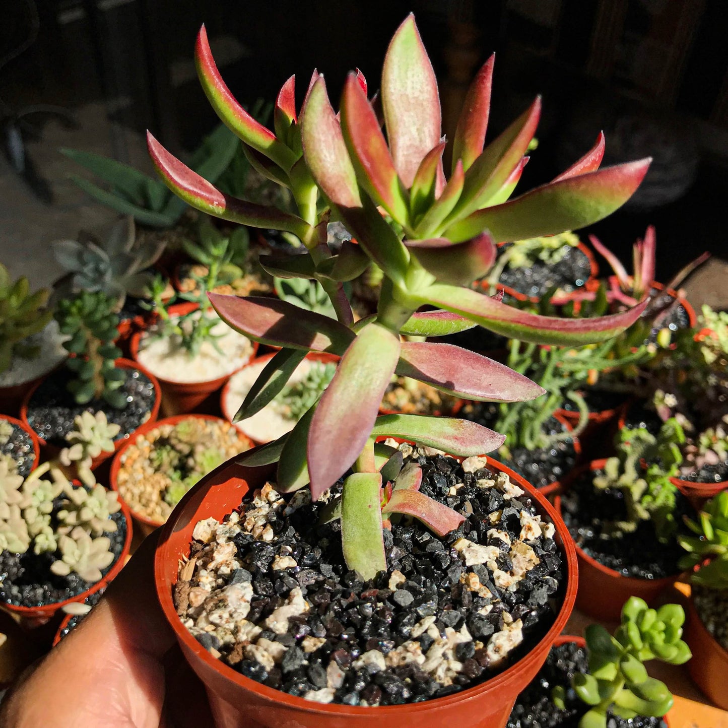 Crassula rubricaulis - cactusandes