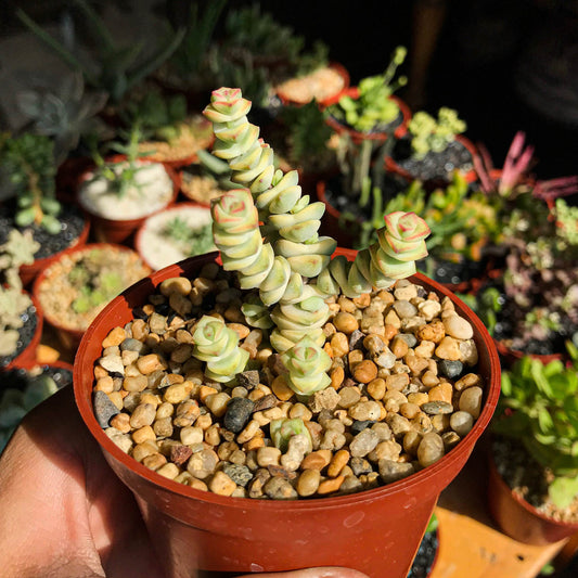 Crassula rupestris "Baby Necklace" f. variegada - cactusandes