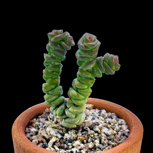 Crassula rupestris marnieriana - cactusandes