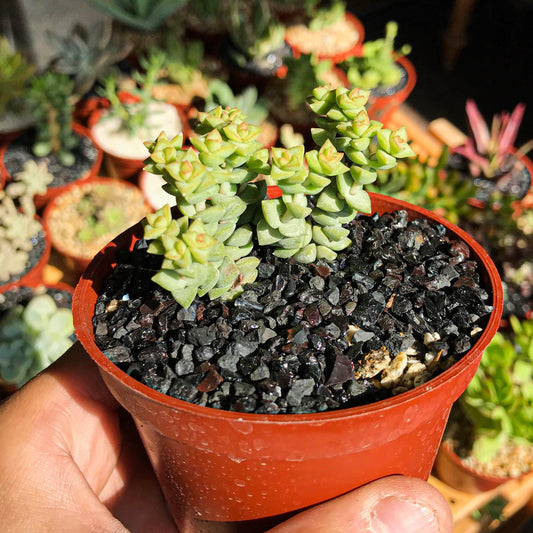 Crassula Rupestris ssp. commutata "Tom Thumb" - cactusandes