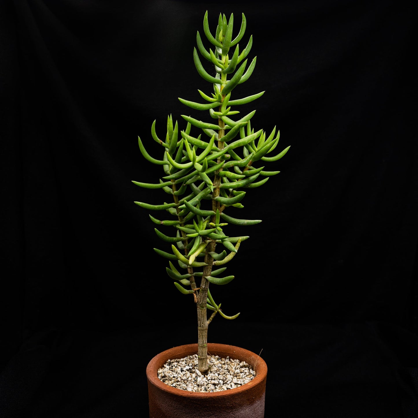 Crassula tetragona - cactusandes