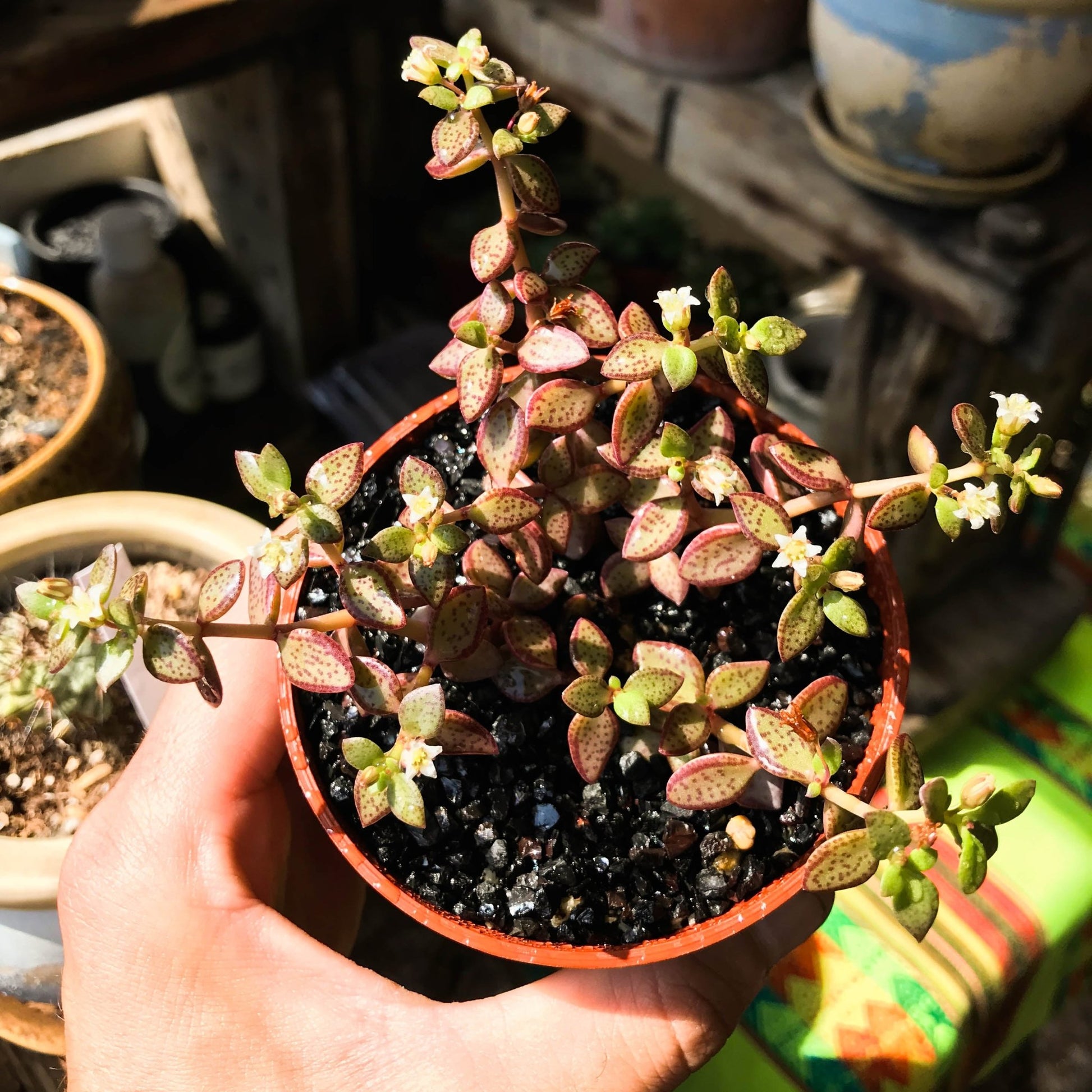 Crassula volkensii - cactusandes