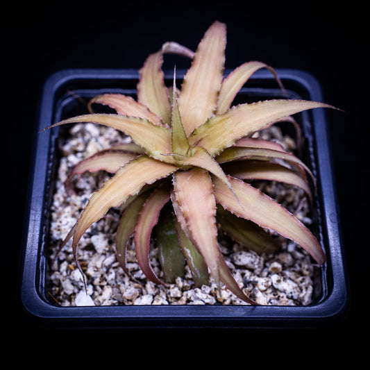 Cryptanthus acaulis - cactusandes