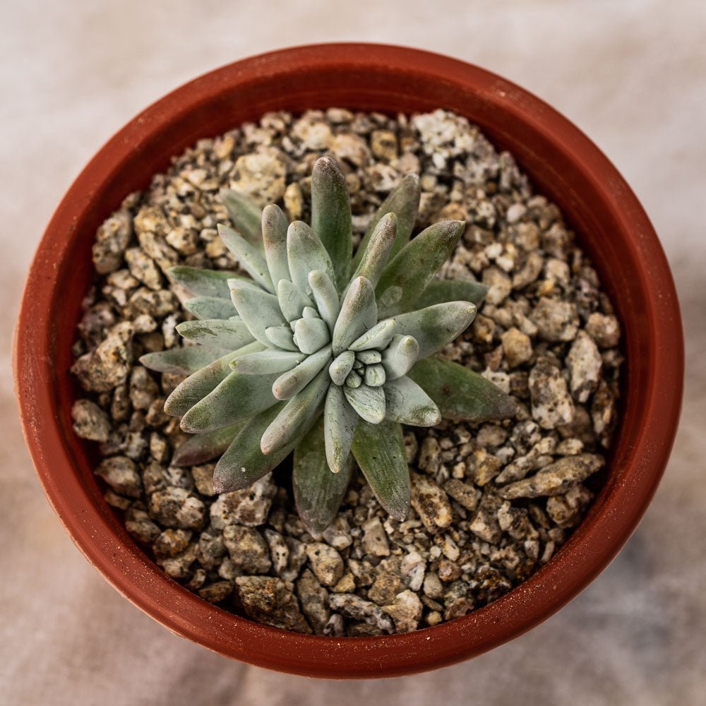 Dudleya greenei - cactusandes