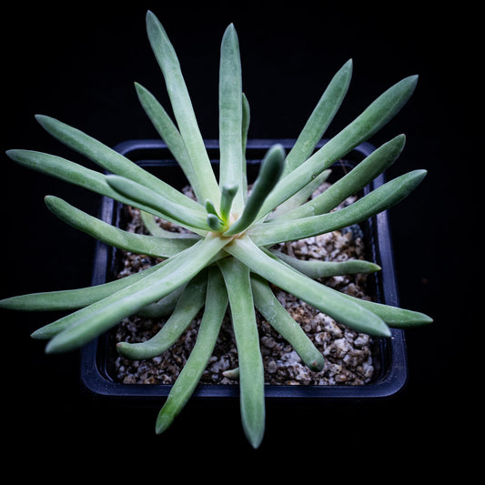 Dudleya virens subsp. hassei - cactusandes