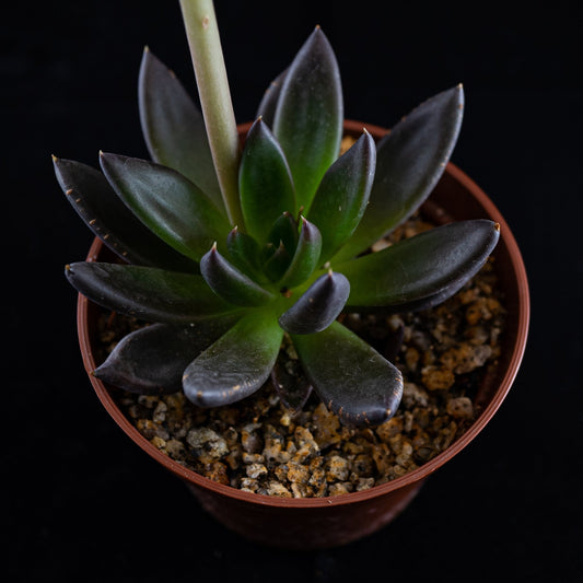 Echeveria affinis - cactusandes