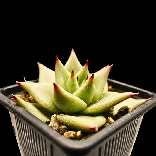 Echeveria agavoides 'Ebony' - cactusandes