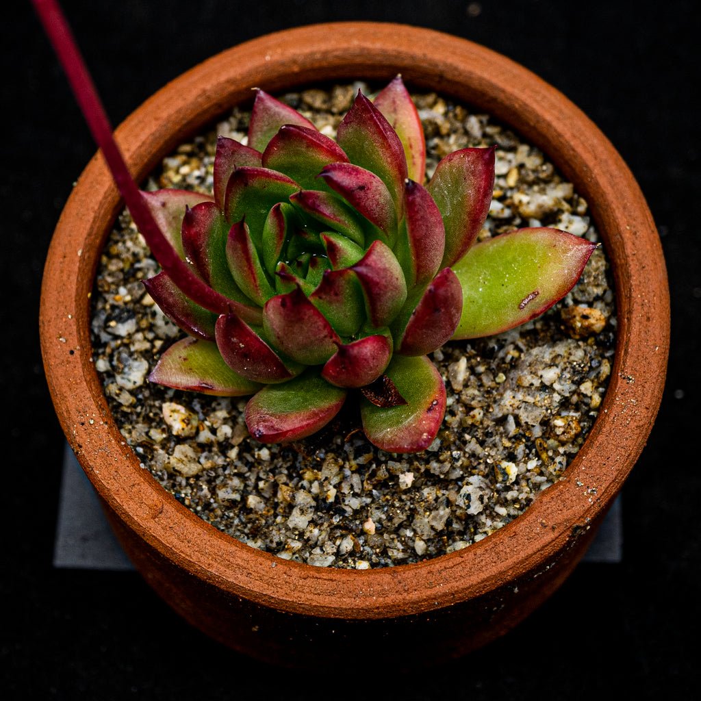 Echeveria agavoides "Jade Point" - cactusandes