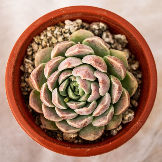 Echeveria albida - cactusandes