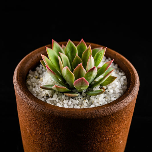 Echeveria "Alpine Rose" - cactusandes