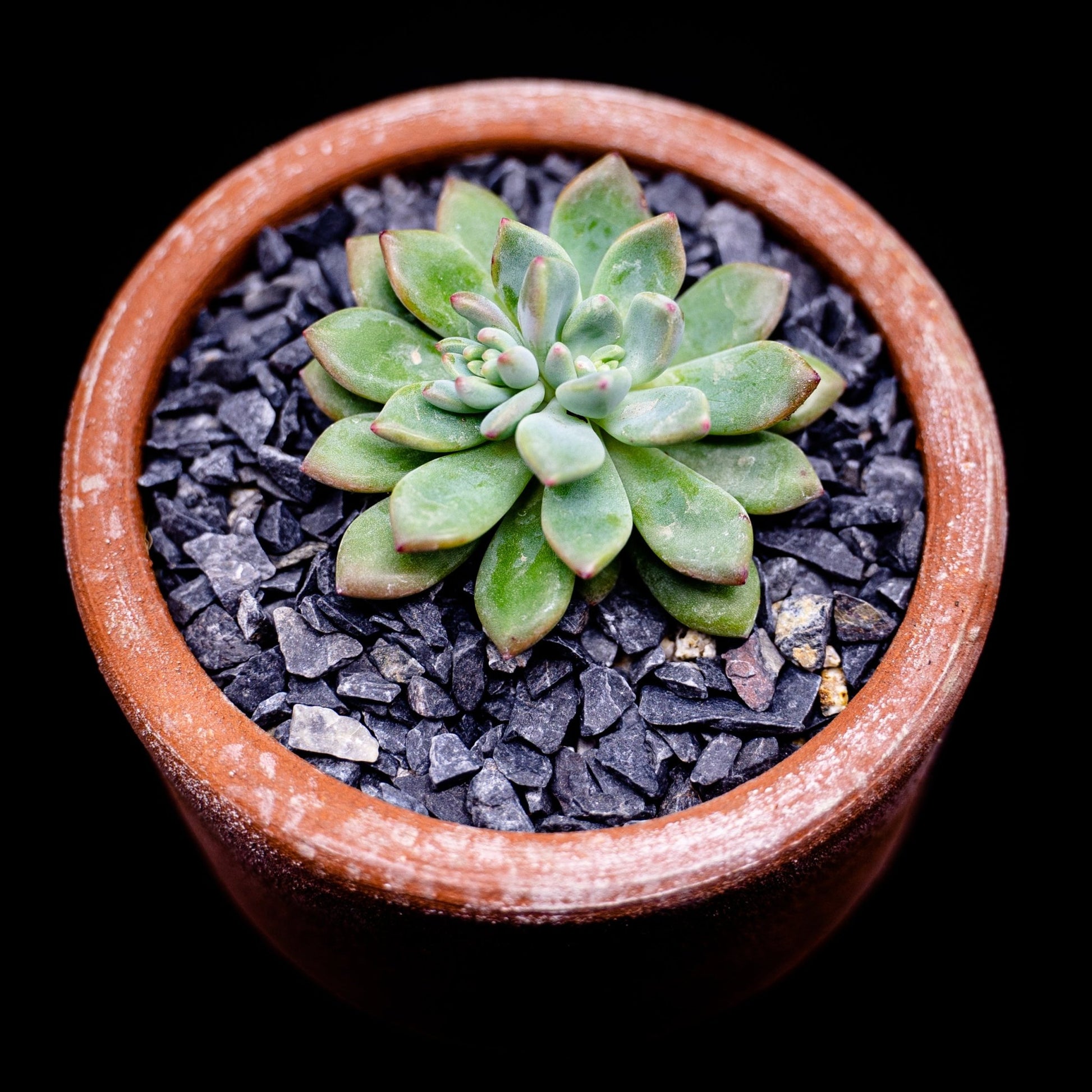 Echeveria amoena - cactusandes