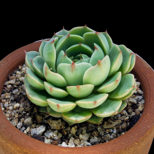 Echeveria ’Ben Badis’ - cactusandes