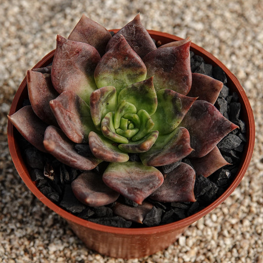 Echeveria "Black Prince" - cactusandes