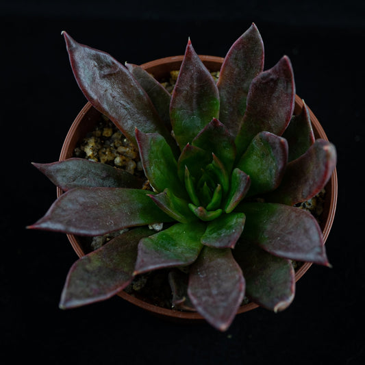 Echeveria "Black River" - cactusandes