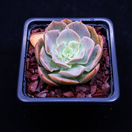 Echeveria "Blue Frills" - cactusandes