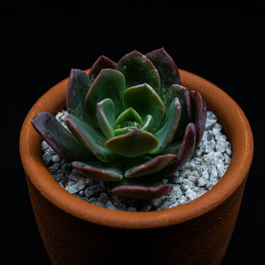 Echeveria "Blue Prince" - cactusandes