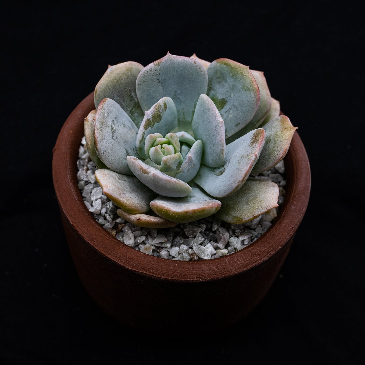 Echeveria caly argentea - cactusandes