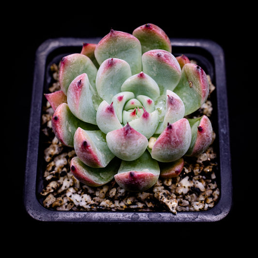 Echeveria chihuahuensis - cactusandes