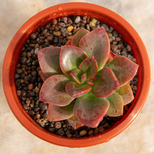 Echeveria Chroma - cactusandes