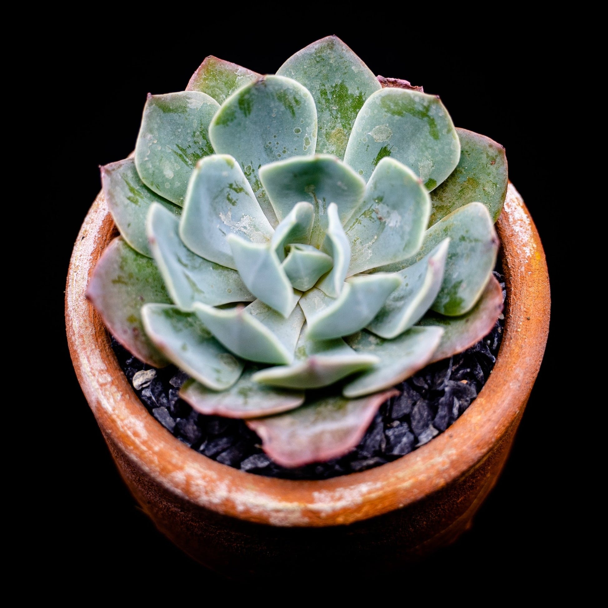 Echeveria Cielo - cactusandes