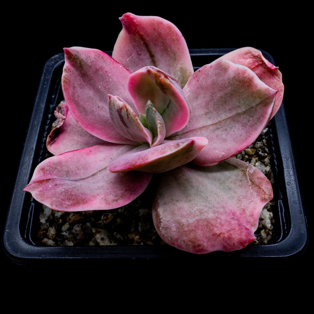 Echeveria decora - cactusandes