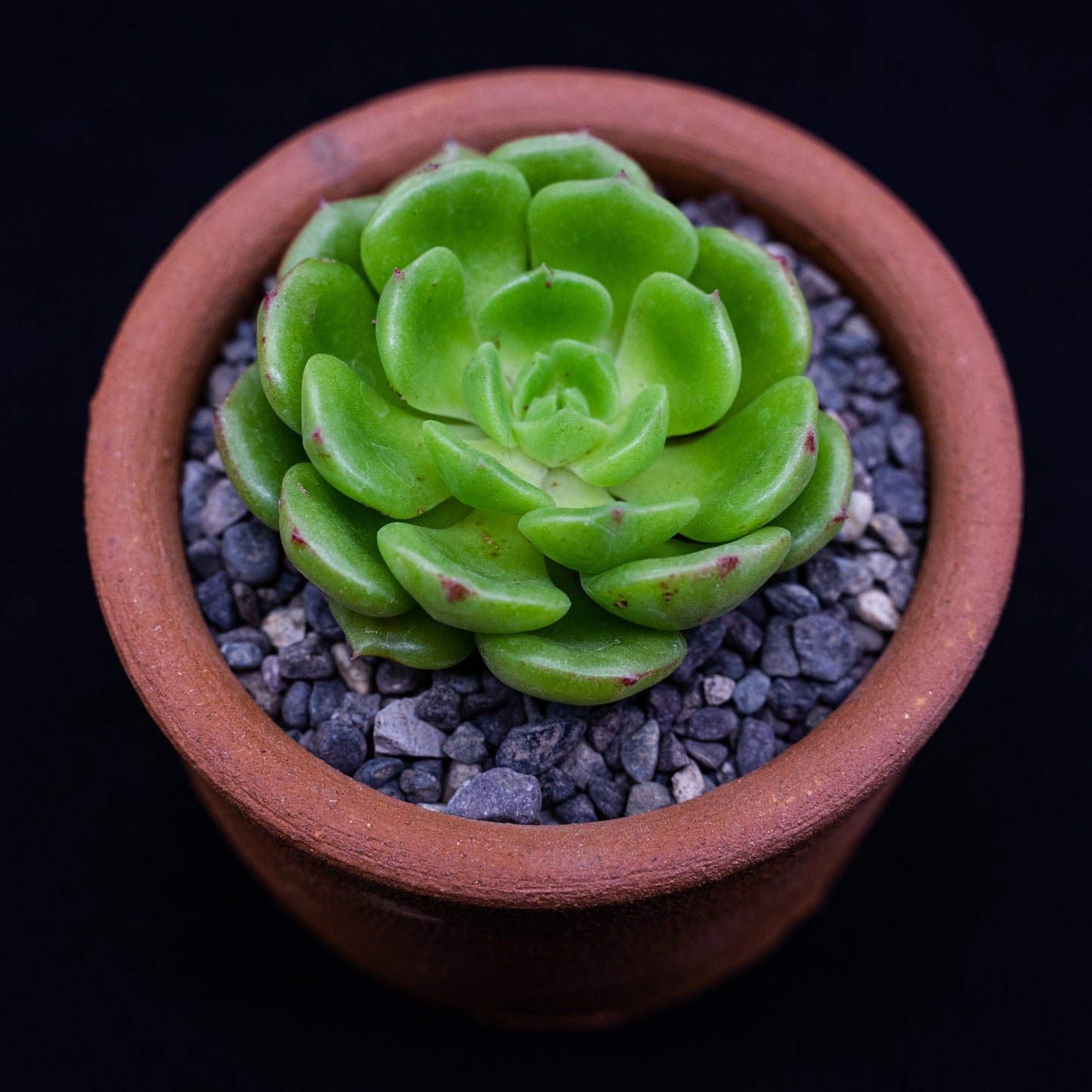 Echeveria Derosa - cactusandes