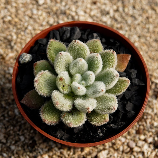 Echeveria "Doris Taylor" - cactusandes