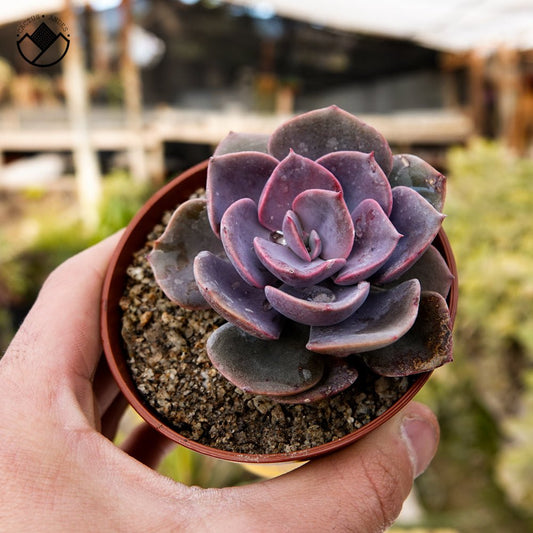 Echeveria "Dusty Rose" - cactusandes