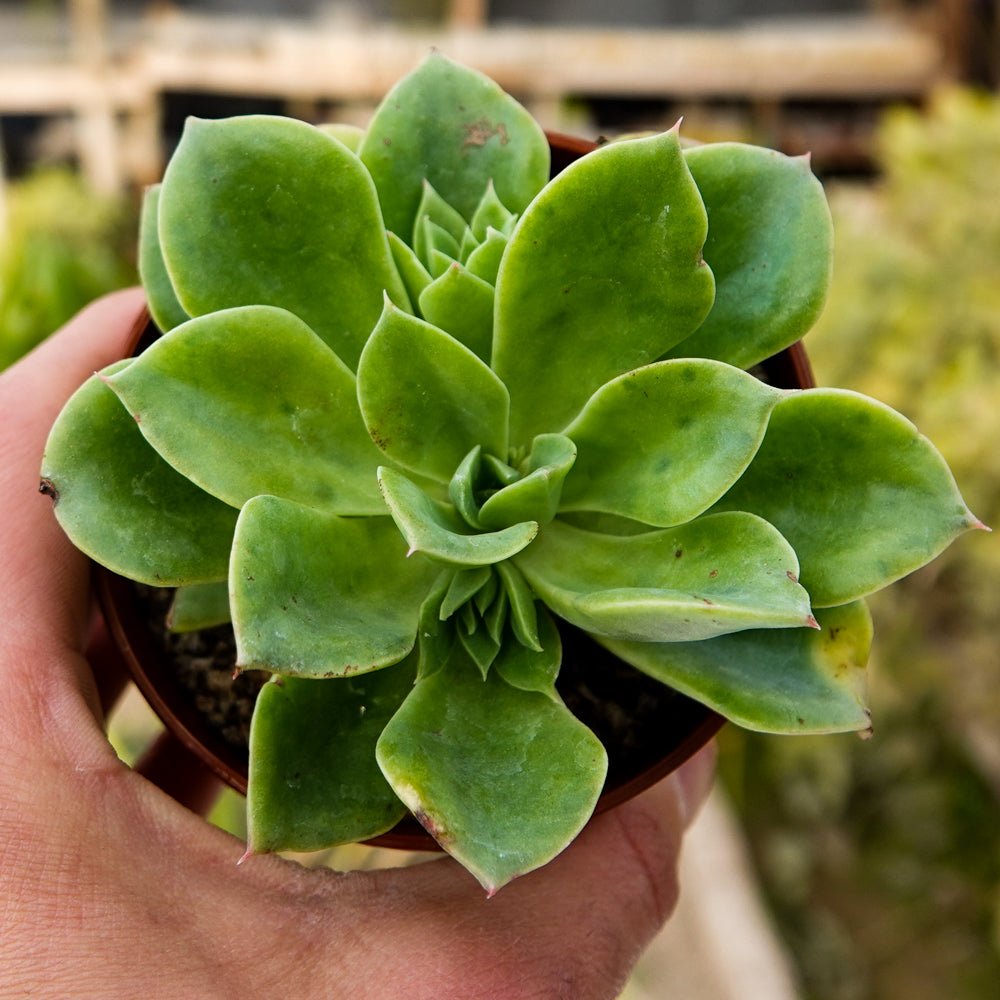 Echeveria estalonada - cactusandes