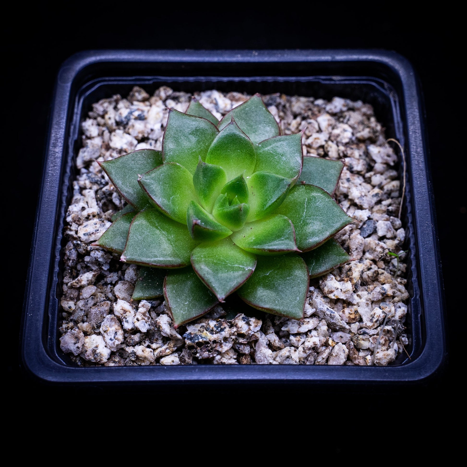 Echeveria Fabiola - cactusandes