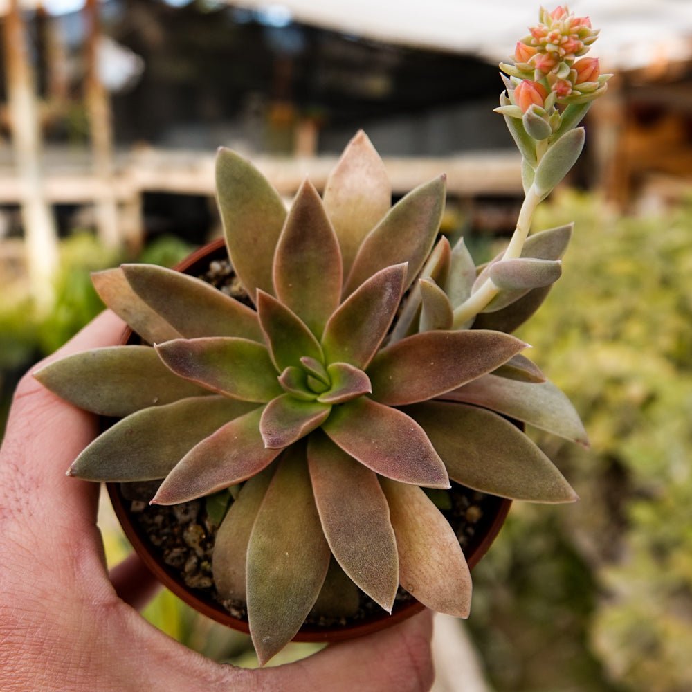 Echeveria jujensis - cactusandes