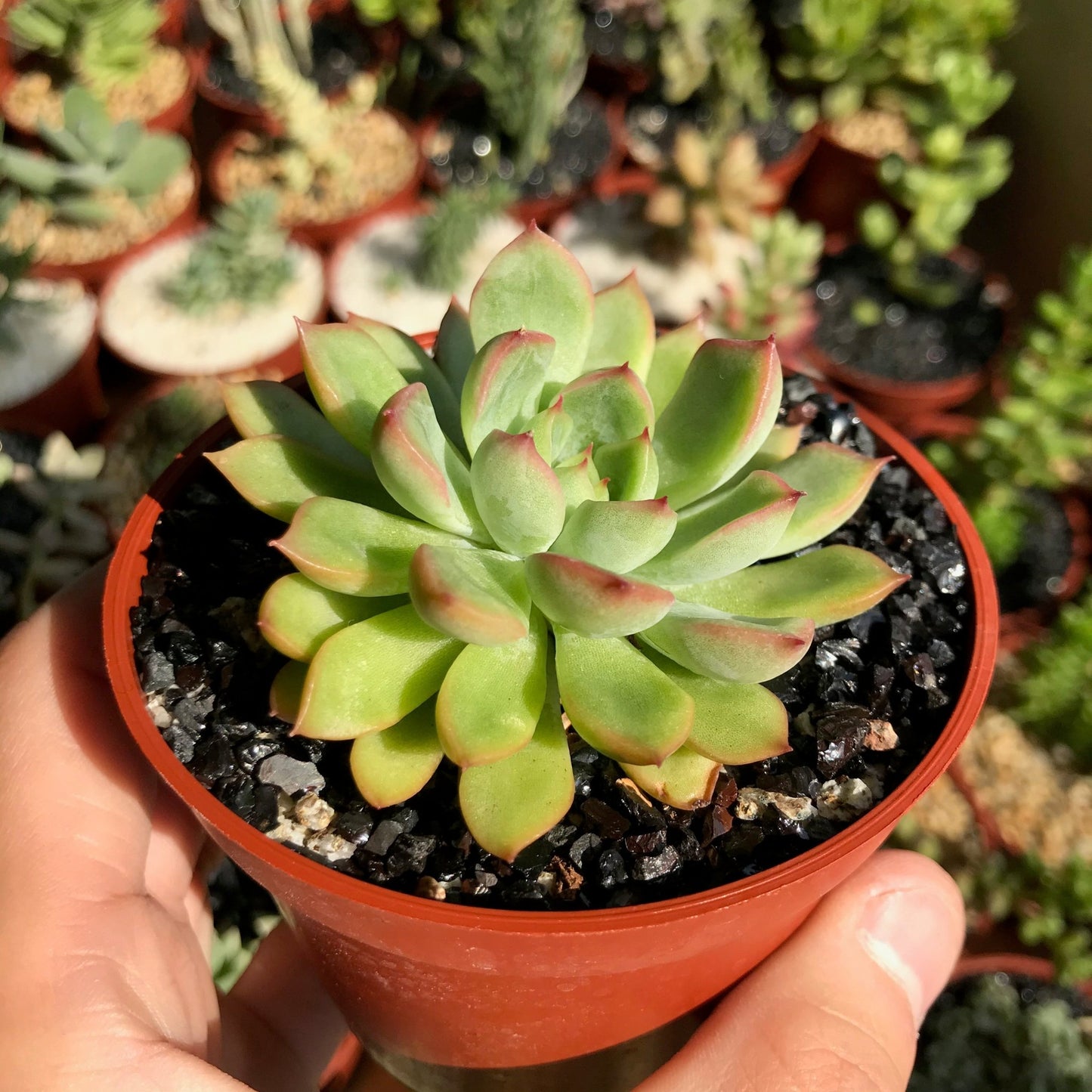 Echeveria mebina - cactusandes