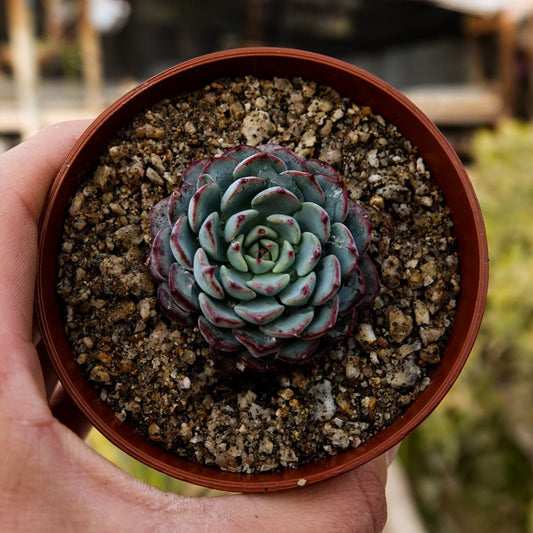 Echeveria minima - cactusandes